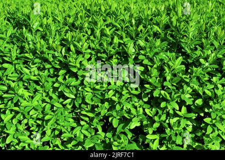 Bellissimo sfondo di giovani foglie verdi succose. Sfondo naturale, verde fresco di colore succoso Foto Stock