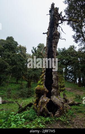 Un fulmine ha colpito dentro l'albero cavo bruciato nelle foreste dell'India di Uttarakhand. Foto Stock