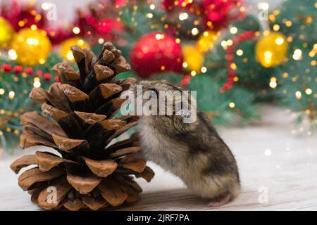 Il criceto Dzungariano annusa un cono di abete sullo sfondo di un albero di Capodanno. Umore di Capodanno, tessera di Capodanno Foto Stock