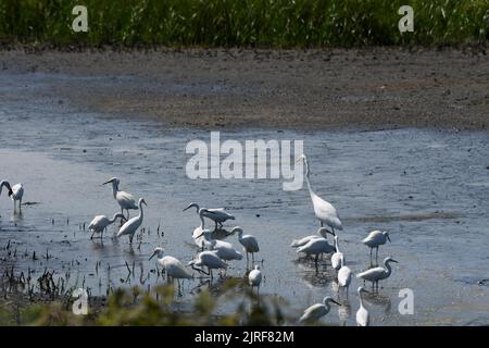 Paesaggio palustre di singolo Grande Egret Bianco tra diversi Egrets Snowy Foto Stock