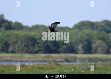 Glossy Ibis in volo al Bombay Hook NWF nel Delaware USA Foto Stock