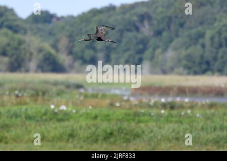Glossy Ibis in volo al Bombay Hook NWF nel Delaware USA Foto Stock