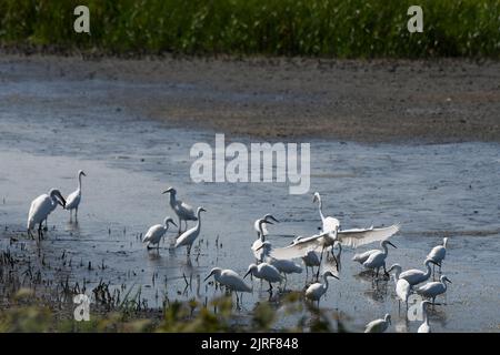 Paesaggio palustre di singolo Grande Egret Bianco tra diversi Egrets Snowy Foto Stock