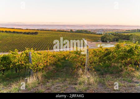 Vigneti in McLaren vale al tramonto, Australia Meridionale. Foto Stock