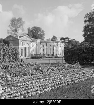 I Giardini di Kew- il lavoro di Kew Gardens in tempo di guerra, Surrey, England, Regno Unito, 1943 Con il suggestivo vecchio aranciera come sfondo, verdura crescono in file ordinate al sole sul modello riparto al Kew Gardens. L'Orangery apparteneva al royal garden nel 1761 ed è ora un museo. Foto Stock