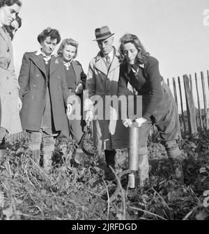 Arresto che Rat- il lavoro delle Donne di terra Armata Rat Catchers, Sussex, 1942. Foto Stock