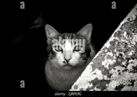 Un'immagine in scala di grigi di un gatto che guarda la fotocamera Foto Stock