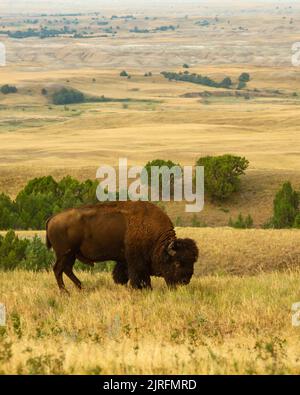 Bufalo americano pascolo sulla prateria Foto Stock