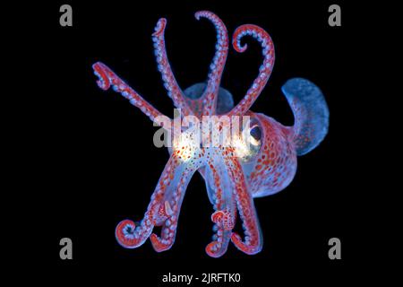 Bobtail comune (Sepietta oweniana), che brilla con bioluminescene, Norvegia, Oceano Atlantico settentrionale, Scandinavia, Europa Foto Stock