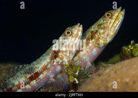 Due pesci lucertola della barriera corallina (Synodus variegates), Papua Nuova Guinea, oceano Pacifico Foto Stock