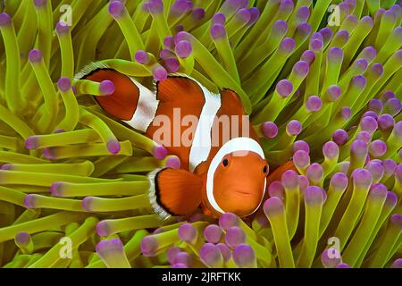 Falso pesce pagliaccio percula (Amphiprion ocellaris), vive in simbiosi con anemoni marini, Isole Similan, Parco Nazionale Marino, Thailandia, Mare delle Andamane Foto Stock