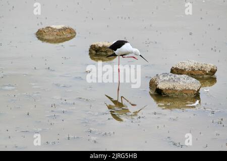 La vista ad angolo alto di una cicogna orientale che si posa in acqua dalle pietre Foto Stock