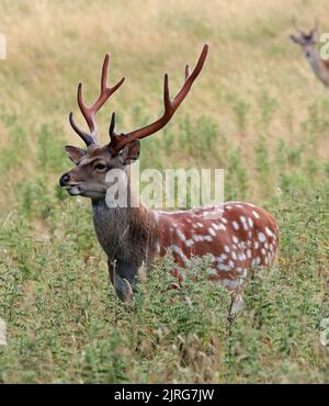 Sika Deer (Cervus nippon) stags Foto Stock