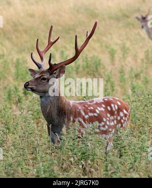 Sika Deer (Cervus nippon) stags Foto Stock