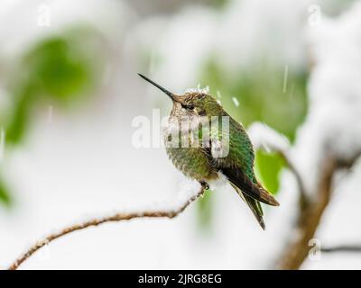 Un Hummingbird di Anna (Calypte anna) che sita su un ramo con la neve che cade sulla sua testa Foto Stock