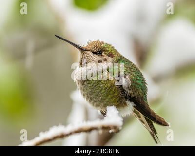 Un Hummingbird di Anna (Calypte anna) che sende su un ramo con gocce d'acqua dalla neve che scioglie sulla sua testa Foto Stock