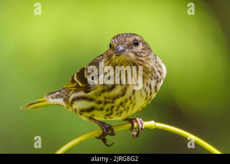 Un siskin di pino (Spinus pinus) arroccato su un ramo Foto Stock