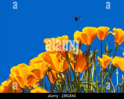 Un bumblebee che si protange su un gruppo di papaveri della California Foto Stock