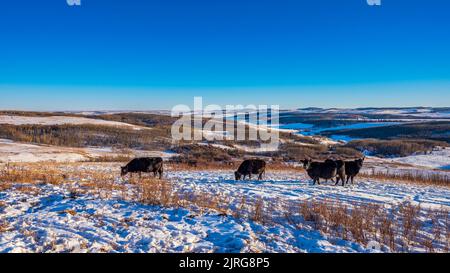 Pascolo del bestiame in una soleggiata giornata invernale ai piedi delle colline dell'Alberta meridionale, Ann & Sandy Cross Conservation area Foto Stock