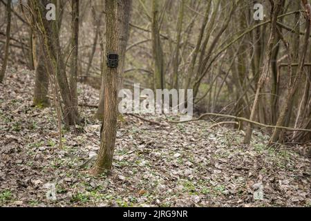 Piccola macchina fotografica di gioco attaccata ad un albero sottile nella foresta della molla. Dispositivo miniaturizzato con sensore di movimento per il monitoraggio della fauna selvatica. Camma del percorso nascosta in un Foto Stock