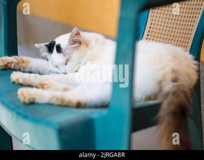 Un gatto dorme su una sedia Foto Stock
