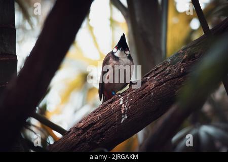 Un primo piano di un bulbul rosso al Taronga Zoo, Australia Foto Stock