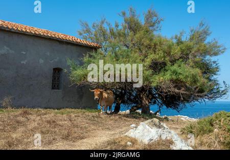 Mucche pascolano accanto alla cappella di San Antonio a pochi passi da Cuevas del Mar nelle Asturie, Spagna Foto Stock