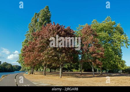 Agosto 2022 gli alberi stanno cambiando colore 'autunno falso' durante l'onda di calore e la siccità nel Regno Unito a Riverside Park, Southampton, Regno Unito Foto Stock