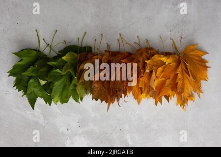 Sfondo autunnale con foglie di acero in tre colori, verde, rosso e giallo, il passaggio dall'estate all'autunno, il cambiamento delle stagioni naturali Foto Stock