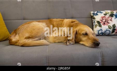 Cane addormentato, cane addormentato su divano grigio, animale addormentato, idea di concetto animale foto. Foto Stock