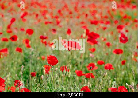 Campo di papaveri in fiore, Stony Hills, Hertfordshire, Regno Unito Foto Stock