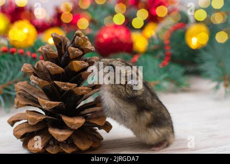 Il criceto Dzungariano annusa un cono di abete sullo sfondo di un albero di Capodanno. Umore di Capodanno, tessera di Capodanno Foto Stock