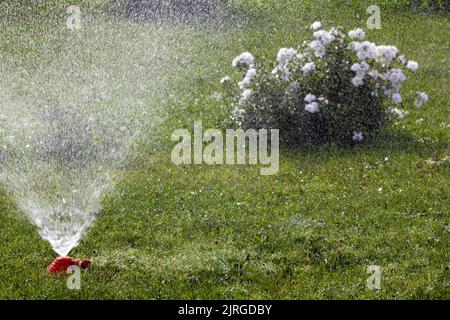 Sistema automatico di irrigazione delle piante da giardino. Foto Stock