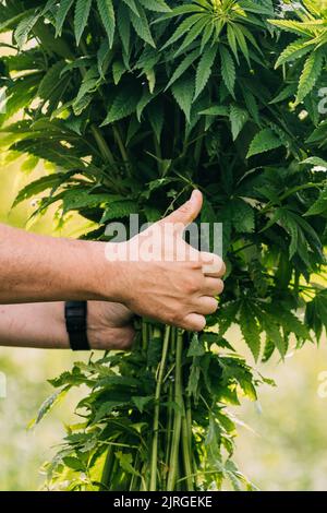 Uomo che tiene heap mazzo Legal Green Marijuana Cannabis Sprout nelle sue mani e mostrando dito su. Cannabis bella pianta di Marijuana Cannabis. Primo piano Foto Stock