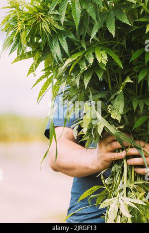 Man Holding Heap Bunch Legale Marijuana Verde Cannabis Sprout nelle sue mani. Cannabis bella Marijuana Cannabis pianta. Primo piano Foto Stock