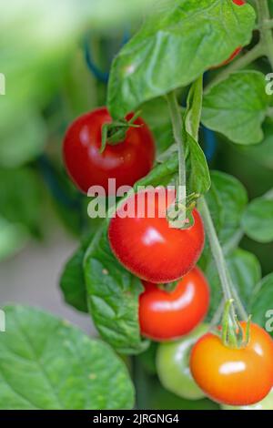 Pomodori, Solanum lycopersicum, sul cespuglio Foto Stock