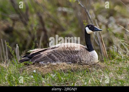 Femmina d'oca Canada incubando uova sul suo nido al Discovery Nature Sanctuary a Winkler, Manitoba, Canada. Foto Stock