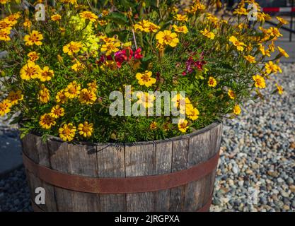 Piantatrice fatta di legno di barile all'aperto. Piantatrice di legno con fiori su una strada. Giardinaggio, giardinaggio. Messa a fuoco selettiva, nessuno, copia spazio per il testo Foto Stock