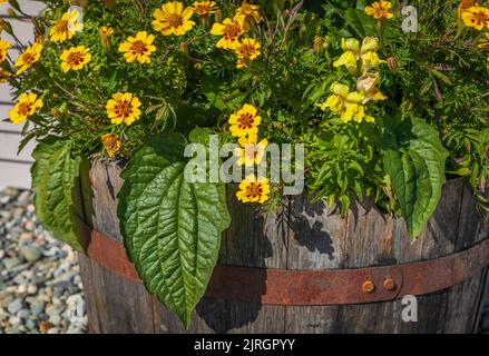 Piantatrice fatta di legno di barile all'aperto. Piantatrice di legno con fiori su una strada. Giardinaggio, giardinaggio. Messa a fuoco selettiva, nessuno, copia spazio per il testo Foto Stock