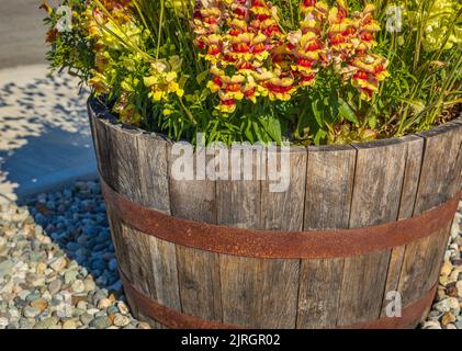 Piantatrice fatta di legno di barile all'aperto. Piantatrice di legno con fiori su una strada. Giardinaggio, giardinaggio. Messa a fuoco selettiva, nessuno, copia spazio per il testo Foto Stock