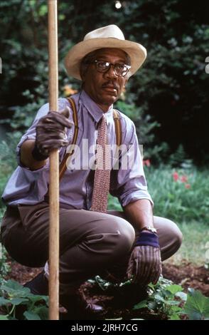 MORGAN FREEMAN, DRIVING Miss Daisy, 1989 Foto Stock