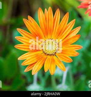 Fiori di orange rosso petallato ornamentale daisy sudafricano, Arctotis 'fiamma', una varietà semi-dura Foto Stock