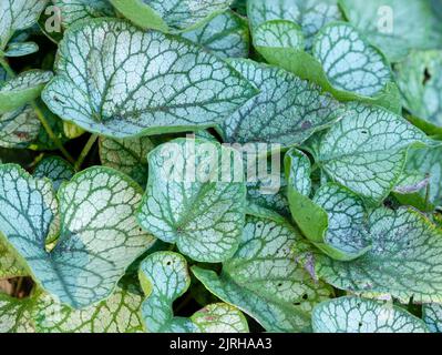Foglie d'argento verde venato del suolo che ricoprono piante di fogliame perenne, brunnera macrophylla "MR Morse" Foto Stock