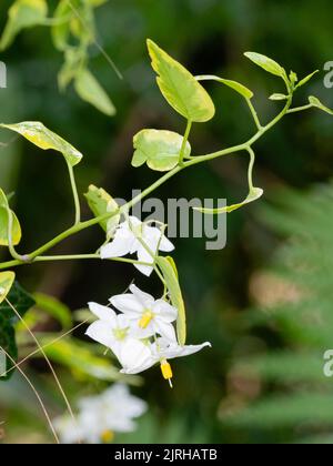 Fogliame giallo bordato e fiori bianchi del climber twin climber semiindurito, in fiore estivo, Solanum laxum 'Aureovariegatum' Foto Stock