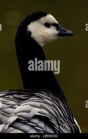 A closeup vertical shot of a black barnacle goose swimming in the water Stock Photo