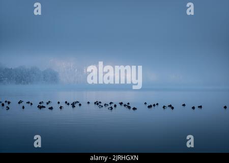 Enten schwimmen auf dem Kochelsee, Bayern, Deutschland. Foto Stock