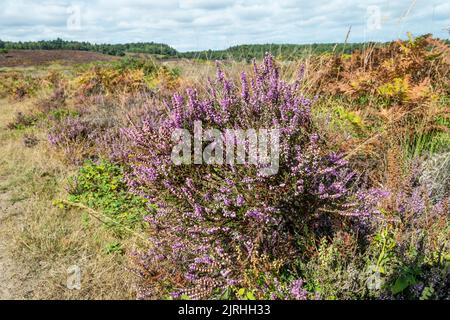 Un grumo di erica, Calluna vulgaris, presso la riserva naturale nazionale di Dersingham Bog nel Norfolk occidentale. Foto Stock