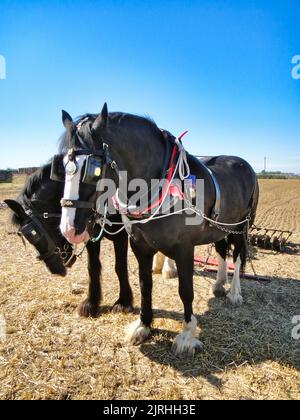 Cavalli di contea Foto Stock