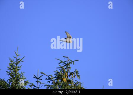 Il Gheppio in volo Foto Stock