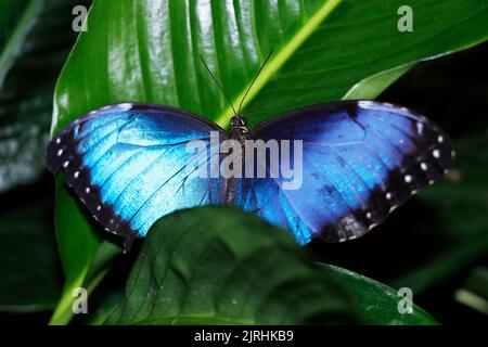 Il morfo blu può riferirsi a diverse specie di farfalla chiaramente blu sotto il genere Morpho seduto in primo piano Foto Stock